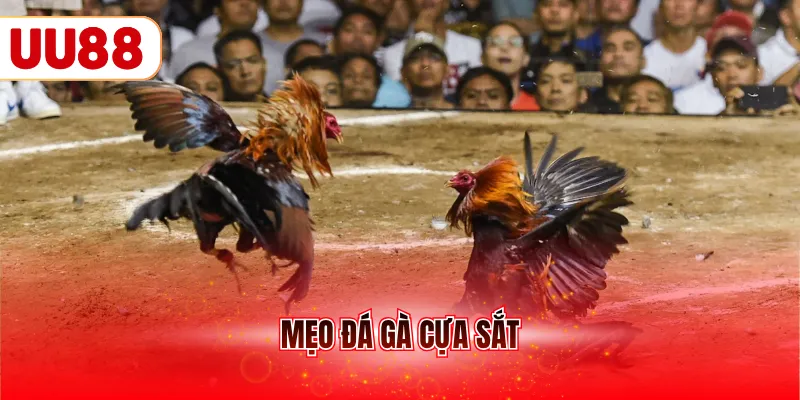 Mẹo đá gà cựa sắt
